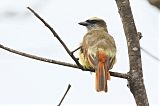 Baird's Flycatcher